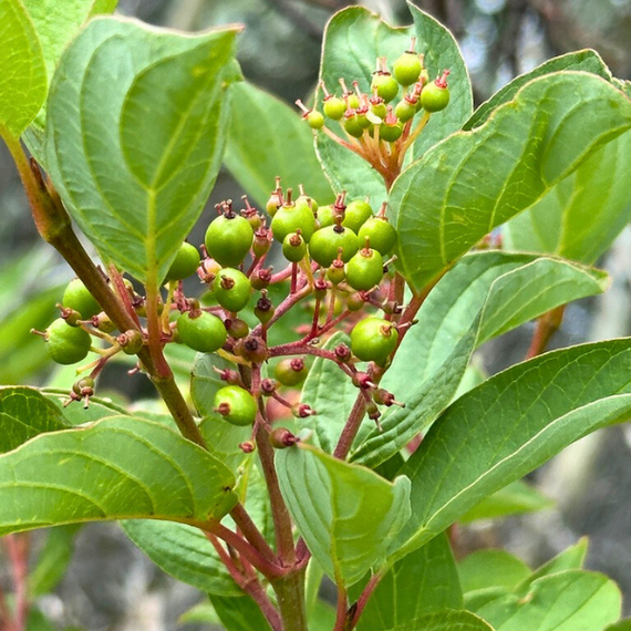 Red Twig Dogwood Shrub