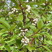 Red Twig Dogwood Shrub