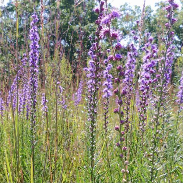 blazing star wildflower seed company Rough Blazing Star Plant Sets