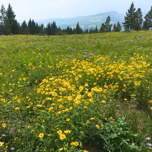 Showy Goldeneye Plant Sets