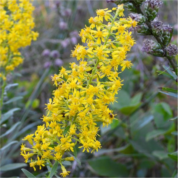 Showy Goldenrod Plant Sets