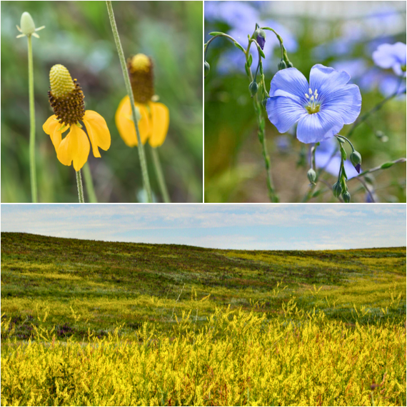 Western Wilderness Wildflowers