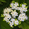 Arrowwood Viburnum Shrub Plants - Garden for Wildlife