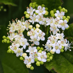Arrowwood Viburnum Shrub Plants - Garden for Wildlife