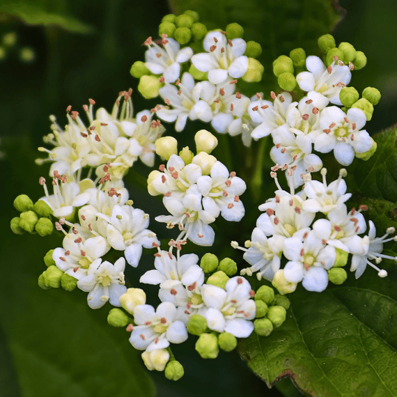 Arrowwood Viburnum Shrub Plants - Garden for Wildlife