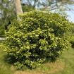 Arrowwood Viburnum Shrub Plants - Garden for Wildlife