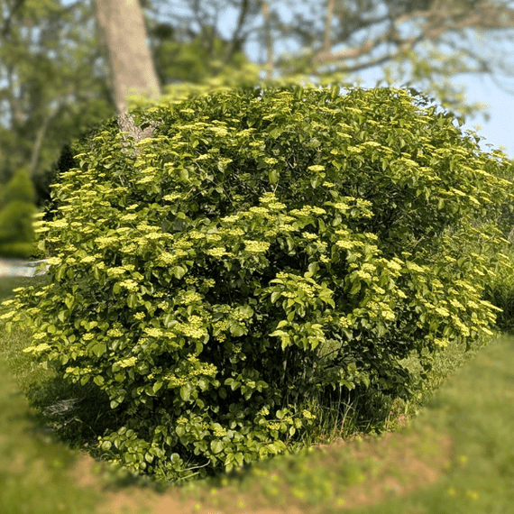 Arrowwood Viburnum Shrub Plants - Garden for Wildlife