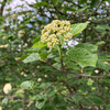 Arrowwood Viburnum Shrub Plants - Garden for Wildlife