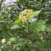 Arrowwood Viburnum Shrub Plants - Garden for Wildlife