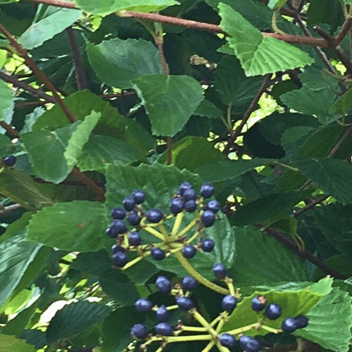 Arrowwood Viburnum Shrub Plants - Garden for Wildlife