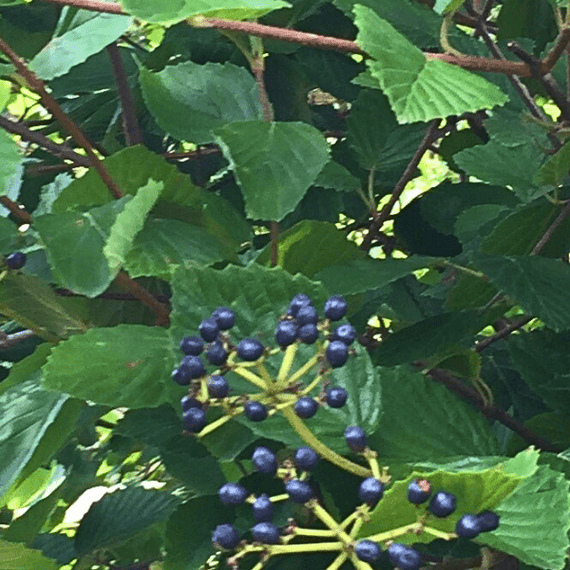 Arrowwood Viburnum Shrub Plants - Garden for Wildlife