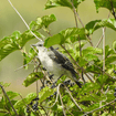 Arrowwood Viburnum Shrub Plants - Garden for Wildlife
