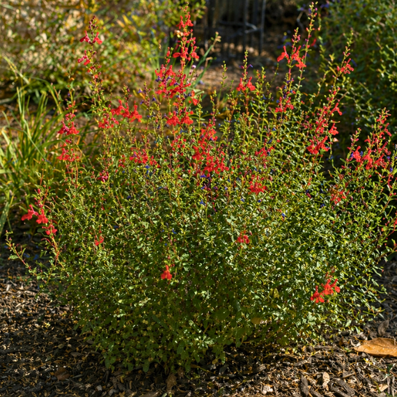 Autumn Sage Raspberry Autumn Sage Plant Sets