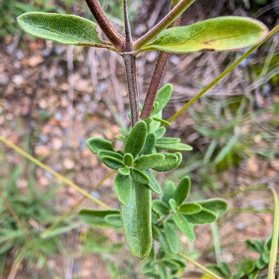 Autumn Sage Plant Sets