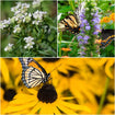 Balcony Blooms Plants - Garden for Wildlife