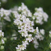 Balcony Blooms Plants - Garden for Wildlife