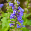 Balcony Blooms Plants - Garden for Wildlife