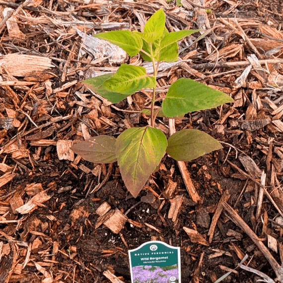 Bee Balm Plant Sets Plants - Garden for Wildlife