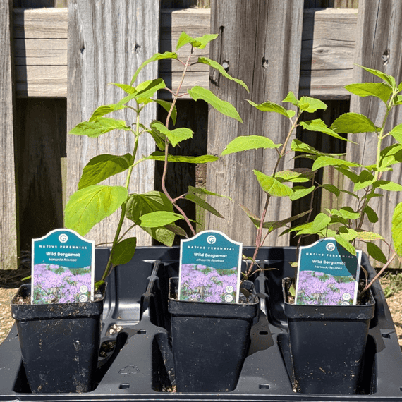 planting bee balm in pots Bee Balm Plant Sets
