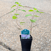 Bee Balm Plant Sets Plants - Garden for Wildlife