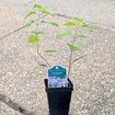 Bee Balm Plant Sets Plants - Garden for Wildlife