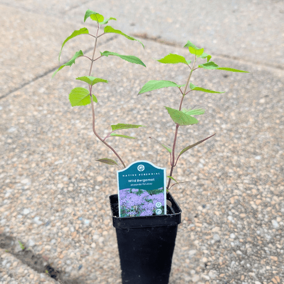 Bee Balm Plant Sets Plants - Garden for Wildlife