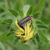 Black Eyed Susan Plant Sets Plants - Garden for Wildlife