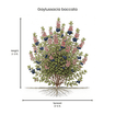 Black Huckleberry Shrub Plants - Garden for Wildlife