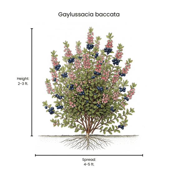 Black Huckleberry Shrub Plants - Garden for Wildlife