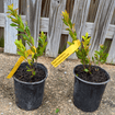 Black Huckleberry Shrub Plants - Garden for Wildlife
