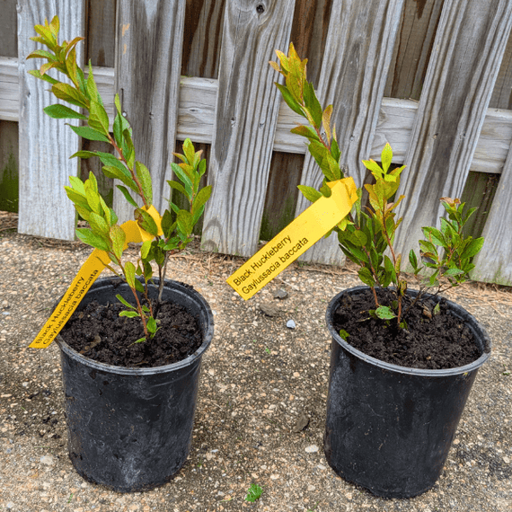 Black Huckleberry Shrub Plants - Garden for Wildlife