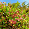 Black Huckleberry Shrub Plants - Garden for Wildlife