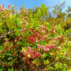 Black Huckleberry Shrub Plants - Garden for Wildlife