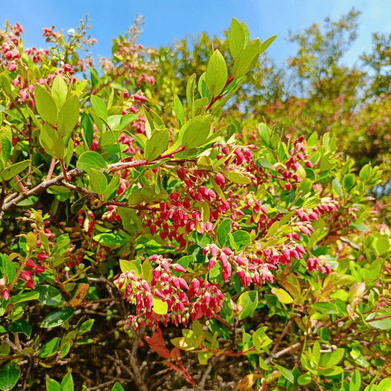 Black Huckleberry Shrub Plants - Garden for Wildlife