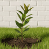 Black Huckleberry Shrub Plants - Garden for Wildlife