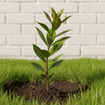 Black Huckleberry Shrub Plants - Garden for Wildlife