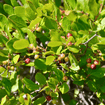 Black Huckleberry Shrub Plants - Garden for Wildlife