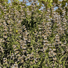 Black Sage Plant Sets Plants - Garden for Wildlife