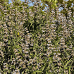 Black Sage Plant Sets Plants - Garden for Wildlife