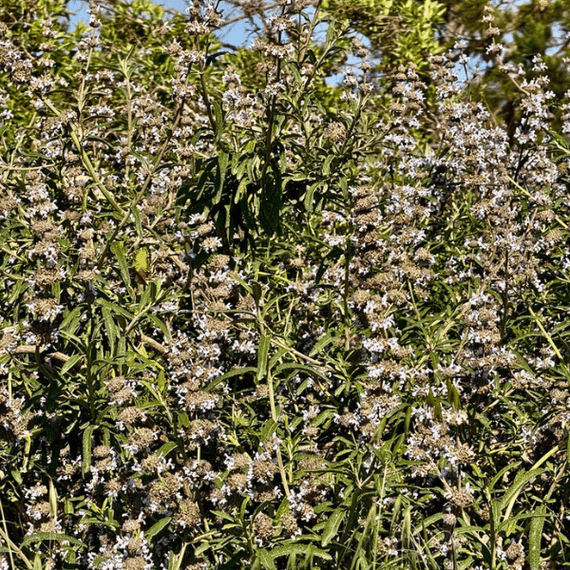 Black Sage Plant Sets Plants - Garden for Wildlife