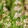 Black Sage Plant Sets Plants - Garden for Wildlife