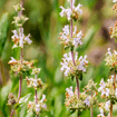 Black Sage Plant Sets Plants - Garden for Wildlife