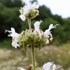 Black Sage Plant Sets Plants - Garden for Wildlife
