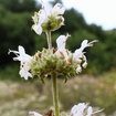 Black Sage Plant Sets Plants - Garden for Wildlife