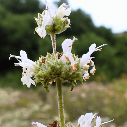 Black Sage Plant Sets Plants - Garden for Wildlife