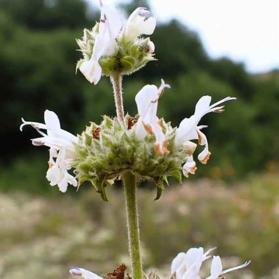 Black Sage Plant Sets Plants - Garden for Wildlife