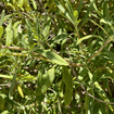 Black Sage Plant Sets Plants - Garden for Wildlife