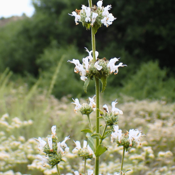 Black Sage Plant Sets Plants - Garden for Wildlife