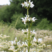 Black Sage Plant Sets Plants - Garden for Wildlife