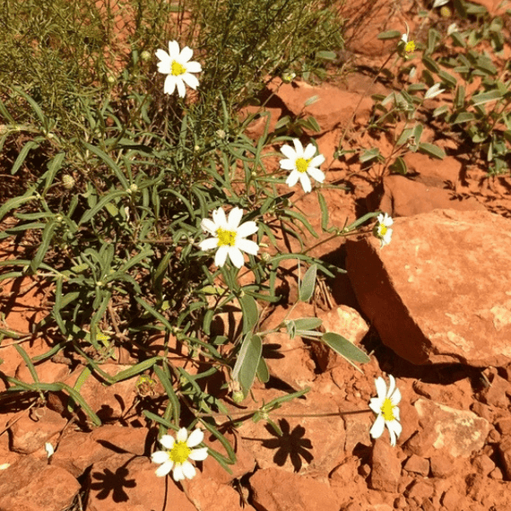 desert daisy succulent Blackfoot Daisy Plant Sets